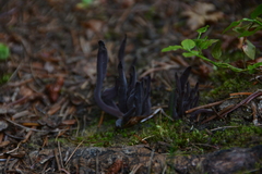 Alloclavaria purpurea