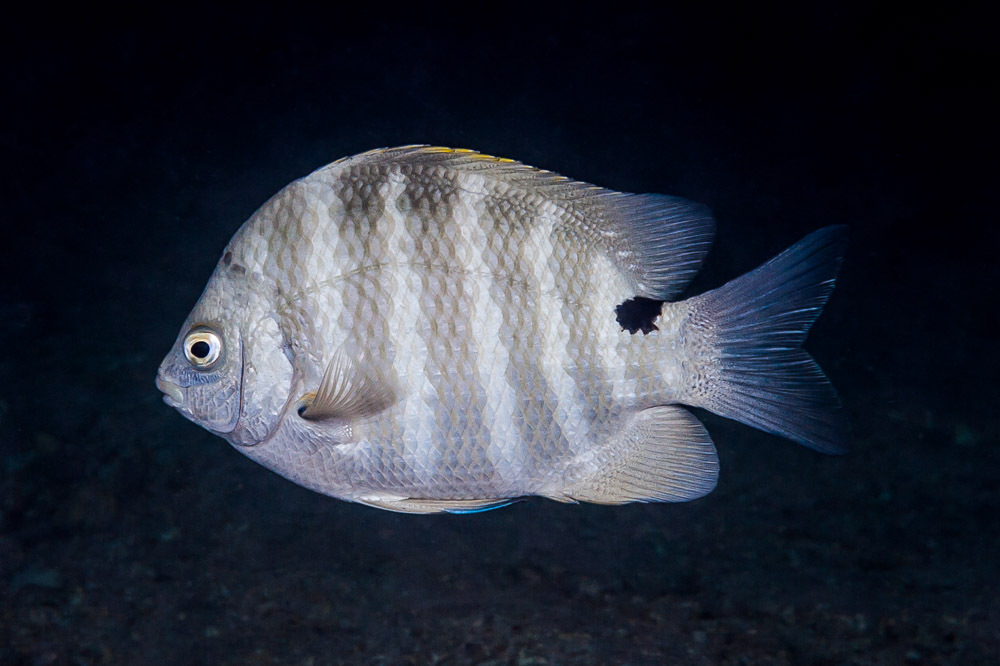 Blackspot sergeant (Abudefduf sordidus) — Pomacentridae