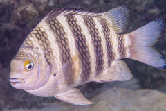 Abudefduf septemfasciatus