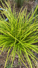 Carex pedunculata