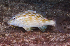 Parupeneus ciliatus