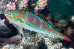 Bluelined Wrasse photo 1