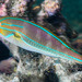 Whiteline Wrasse - Photo (c) François Libert, some rights reserved (CC BY-NC-SA), uploaded by François Libert