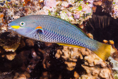 Bluelined Wrasse photo 3