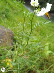 Solanum pinnatisectum