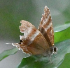 Abisara savitri
