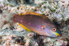 Bluelined Wrasse photo 4