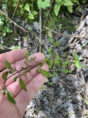 Coprosma ×cunninghamii