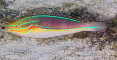 Stethojulis bandanensis