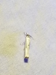 Tinea apicimaculella