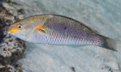 Stethojulis bandanensis