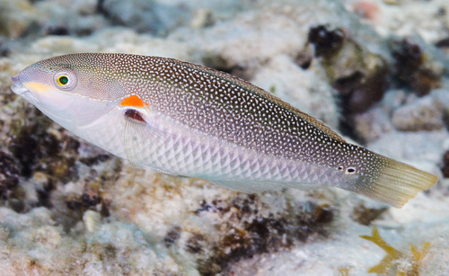 Banda wrasse (Stethojulis bandanensis) — Labridae — 2