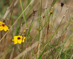 Coreopsis linifolia