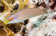 Stethojulis bandanensis