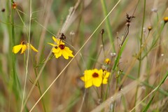 Coreopsis linifolia