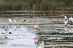 Phoenicopterus ruber