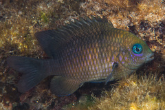 Stegastes nigricans