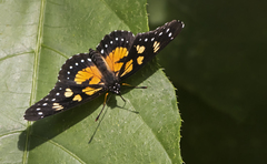 Chlosyne narva