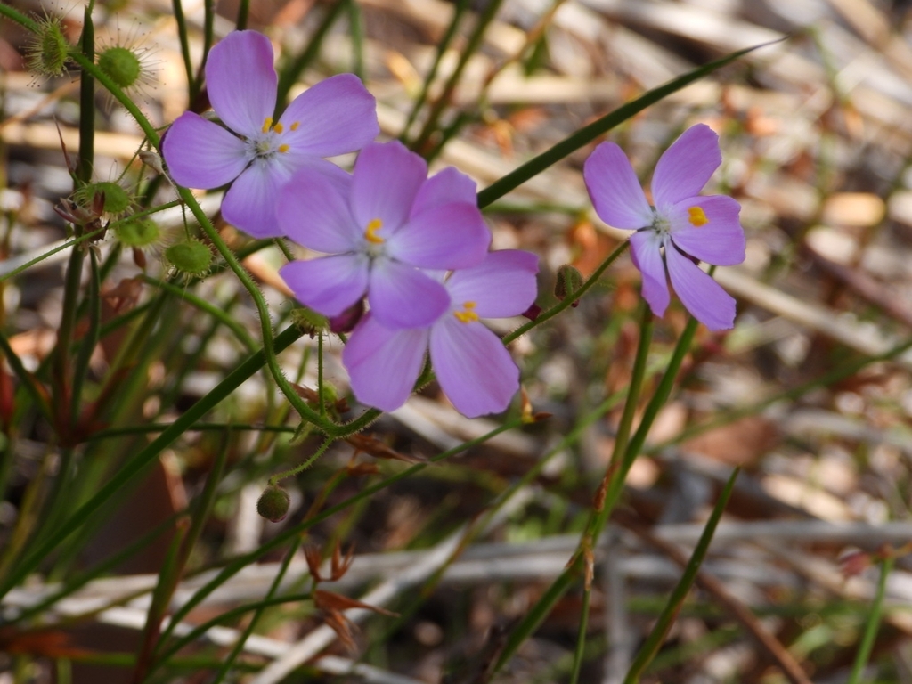 Drosera indumenta Lowrie & Conran 2