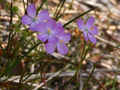 Drosera indumenta