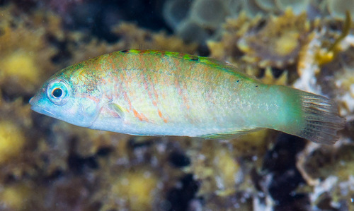 Sixbar Wrasse