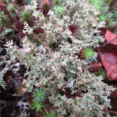 Cladonia gracilis