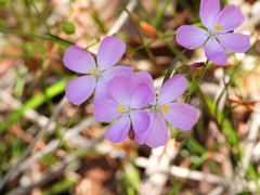 Drosera indumenta