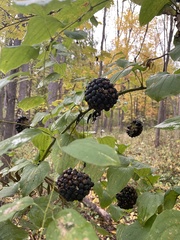 Smilax lasioneura