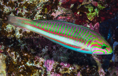 Klunzinger's Wrasse