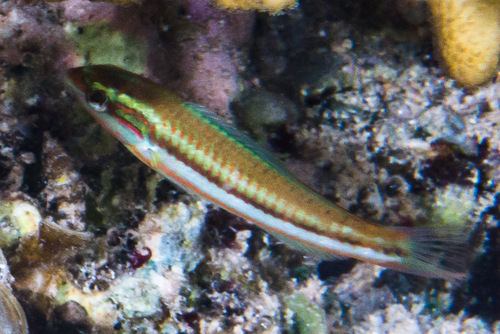 Klunzinger's Wrasse
