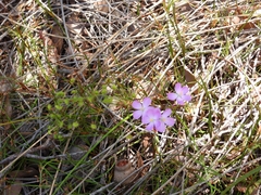 Drosera indumenta