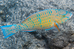 Scarus ghobban