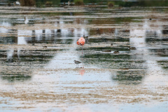 Phoenicopterus ruber