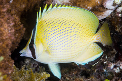 Chaetodon citrinellus