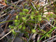 Drosera indumenta