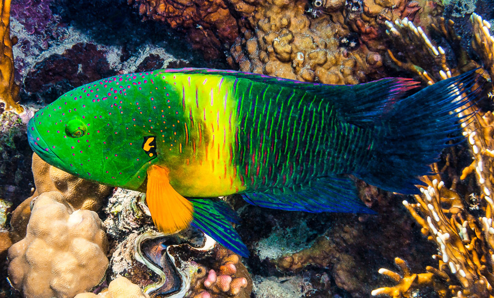 Broomtail Wrasse