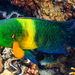 雀尾唇魚 - Photo 由 François Libert 所上傳的 (c) François Libert，保留部份權利CC BY-NC-SA