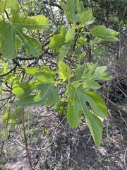 Ficus carica