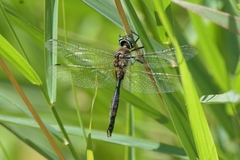 Somatochlora walshii