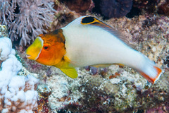 Cetoscarus bicolor