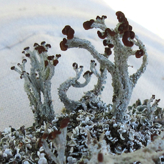 Cladonia cariosa