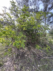 Ficus carica