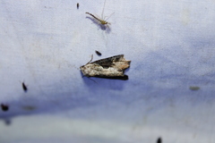 Lateroligia ophiogramma