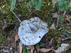 Russula brevipes