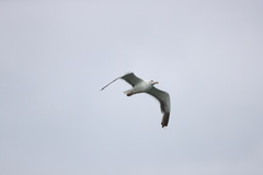 Larus marinus