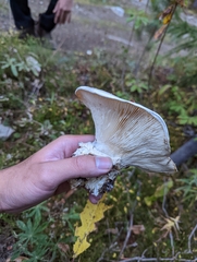 Russula brevipes