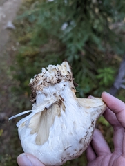 Russula brevipes