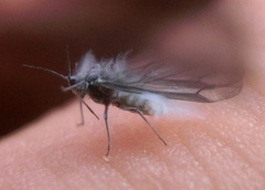 Prociphilus fraxinifolii