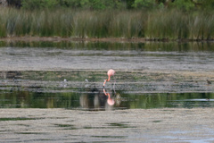 Phoenicopterus ruber