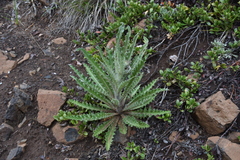 Cirsium hookerianum